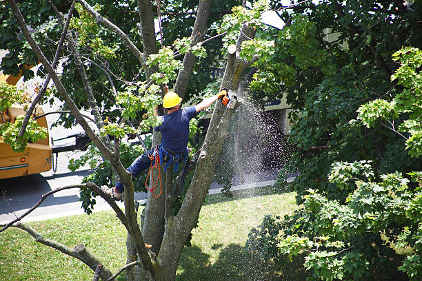 How Our Tree Care Process Works  in  Great Notch, NJ